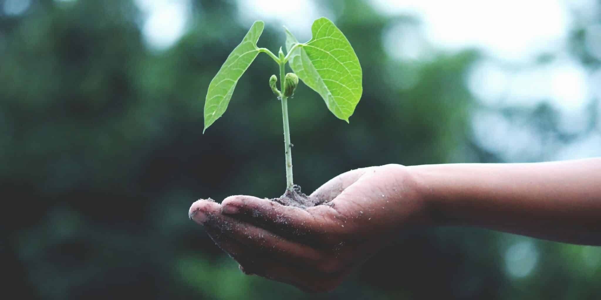 ESG e blockchain: piccola pianta verde sorretta da una mano.